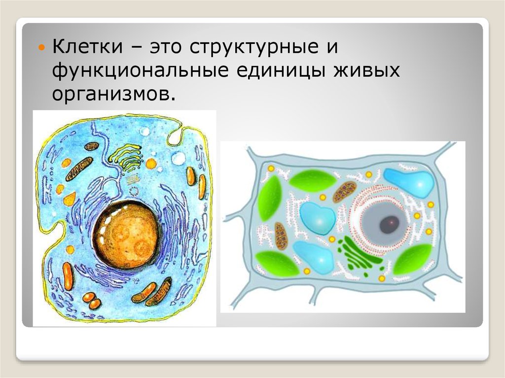 Наименьшая структурная единица живого. Структурные единицы клетки. Клетка единица живого. Клетка структурная единица организма. Клетка структурная и функциональная единица живого организма.