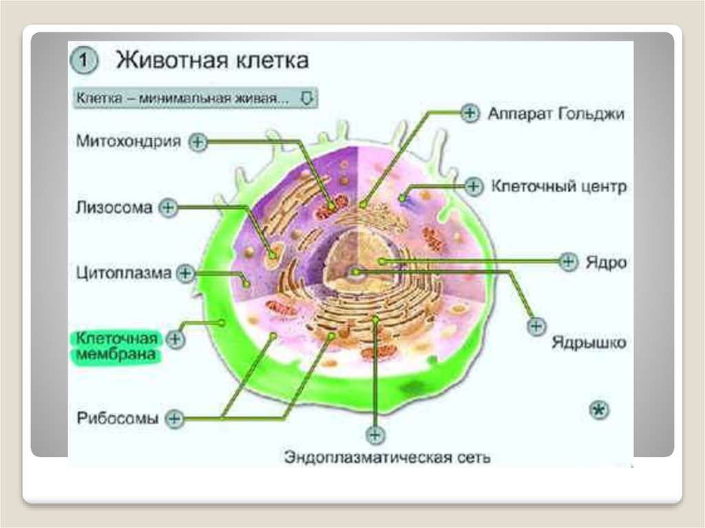 Клетка пояснение. Клетка строение клетки. Структура клетки человека. Клетка биология строение. Строение живой клетки.