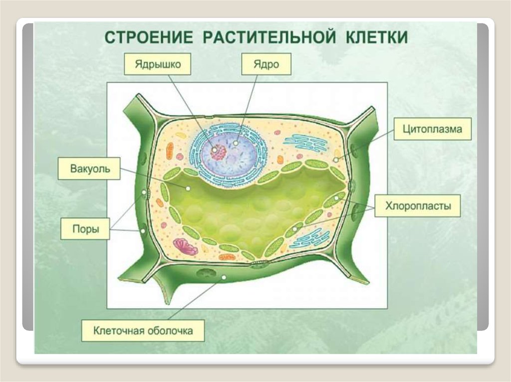 Рисунок клетки по биологии 5 класс. Биология 5 кл строение растительной клетки. Модель растительной клетки 6 класс биология. Нарисовать строение растительной клетки 5 класс биология. Модель строение растительной клетки биология 6 класс.