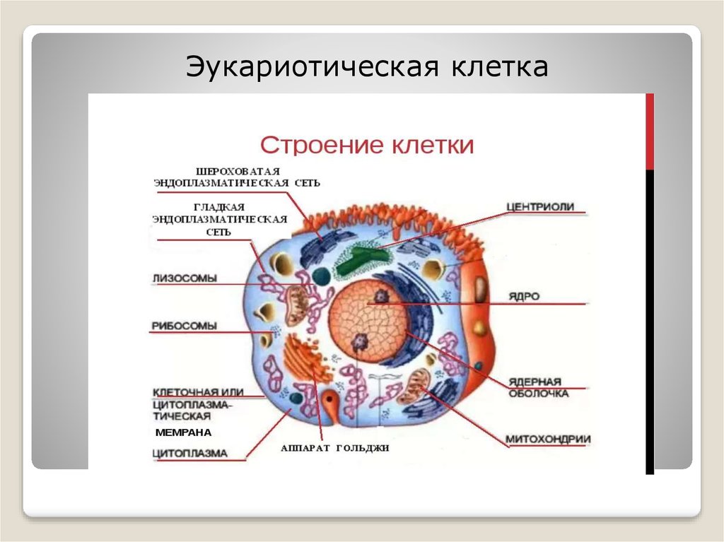 Ядро эукариотической клетки. Эукариотическая клетка. Строение эукариотической клетки. Структура эукариотической клетки. Эукариотическая клетка строение.