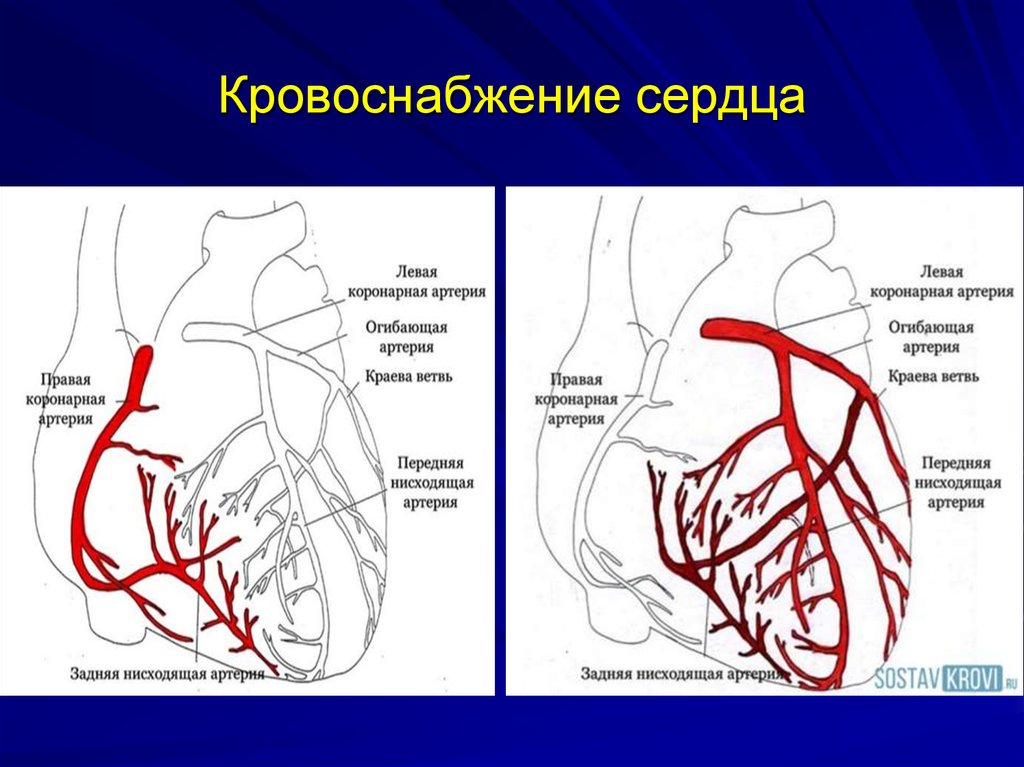 Сердце картинки с подписями анатомия