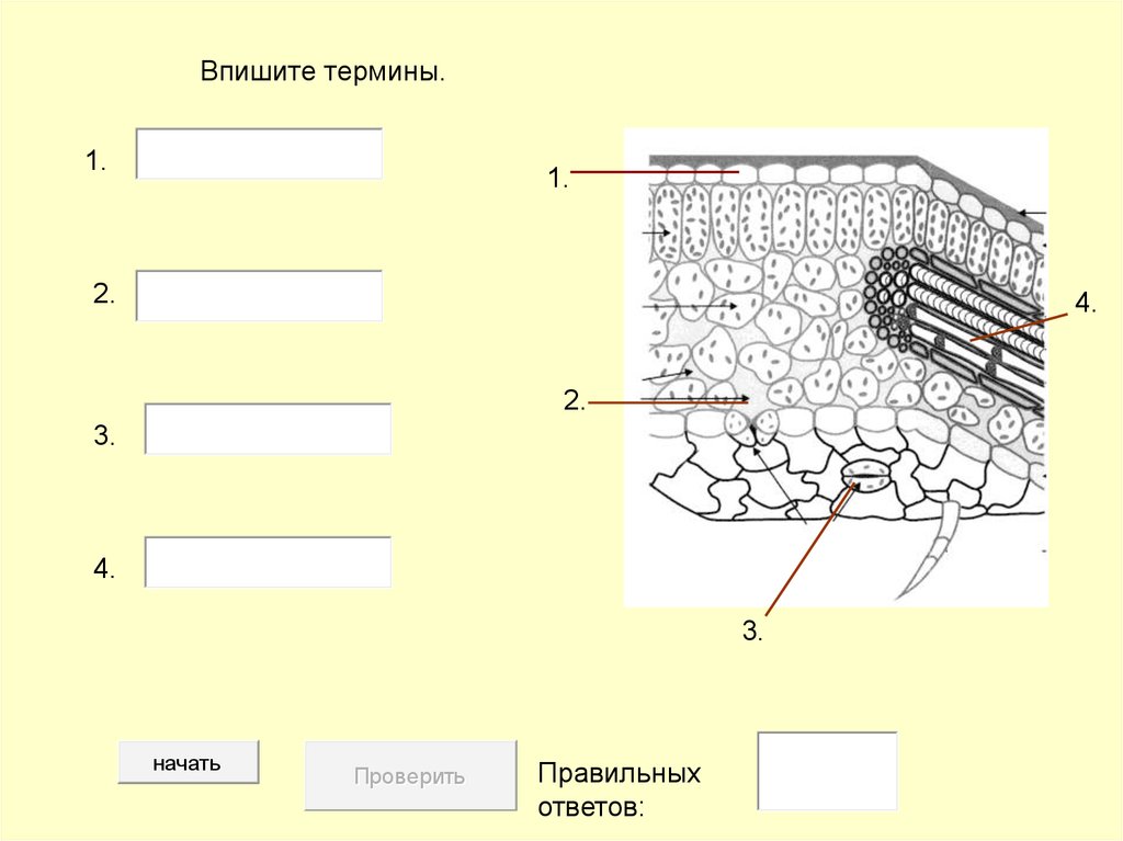 Листья. Разновидности - презентация онлайн
