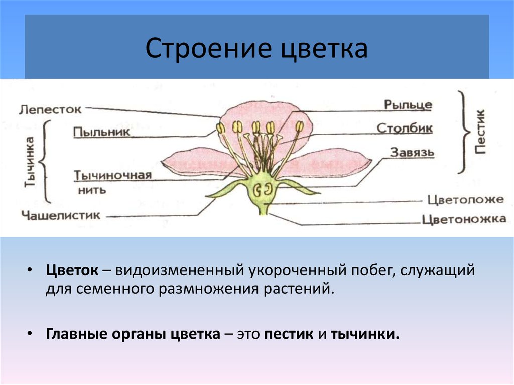 Общий план строения цветка