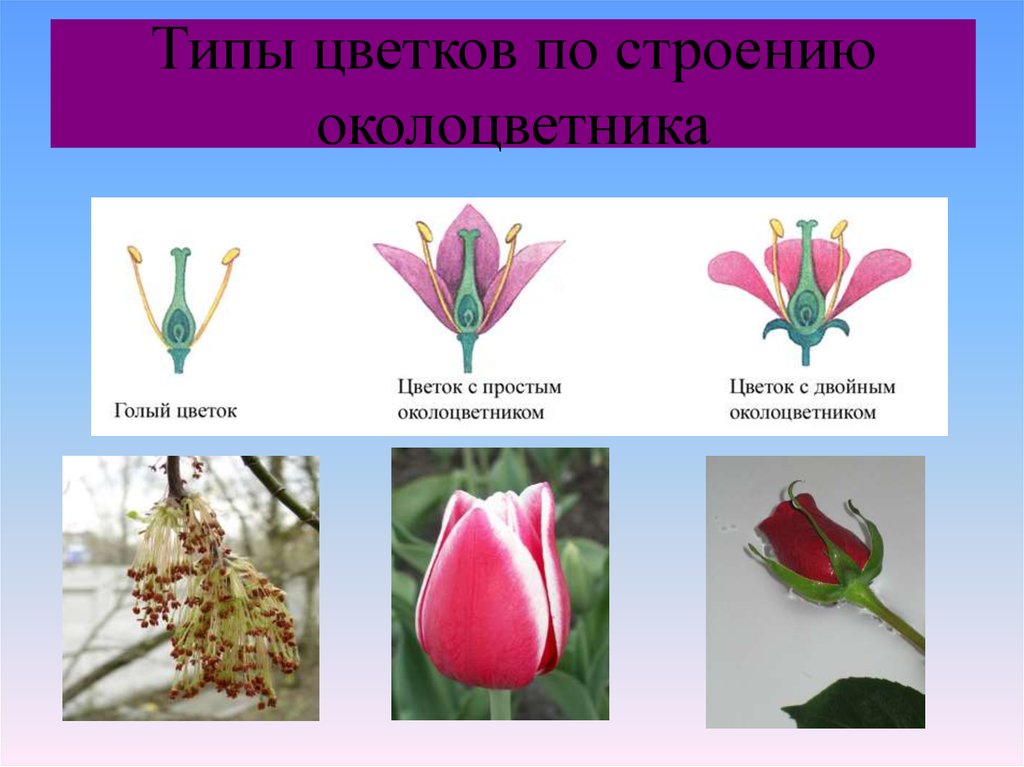 Строение околоцветника. Тип околоцветника тюльпана. Типы цветков по строению околоцветника. Цветок с простым околоцветником. Простой и сложный околоцветник.