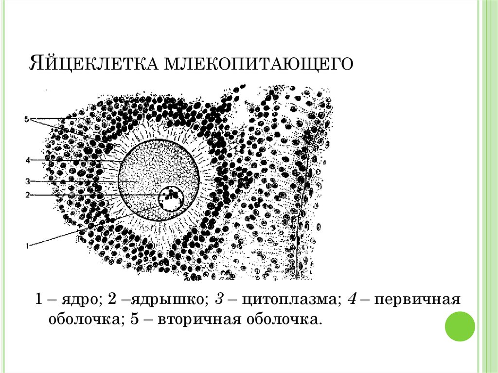 Ооцит размер. Строение яйцеклетки гистология схема. Яйцеклетка млекопитающего ооцит. Строение яйцеклетки млекопитающего.