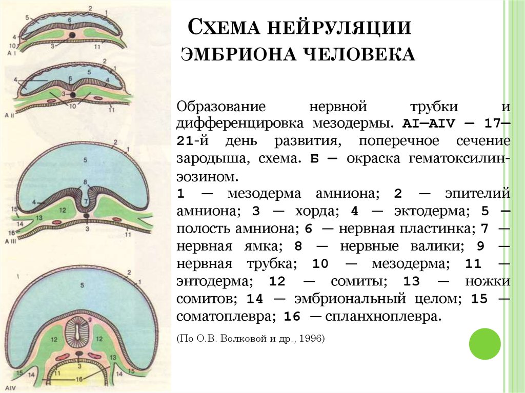 Схема зародыша человека