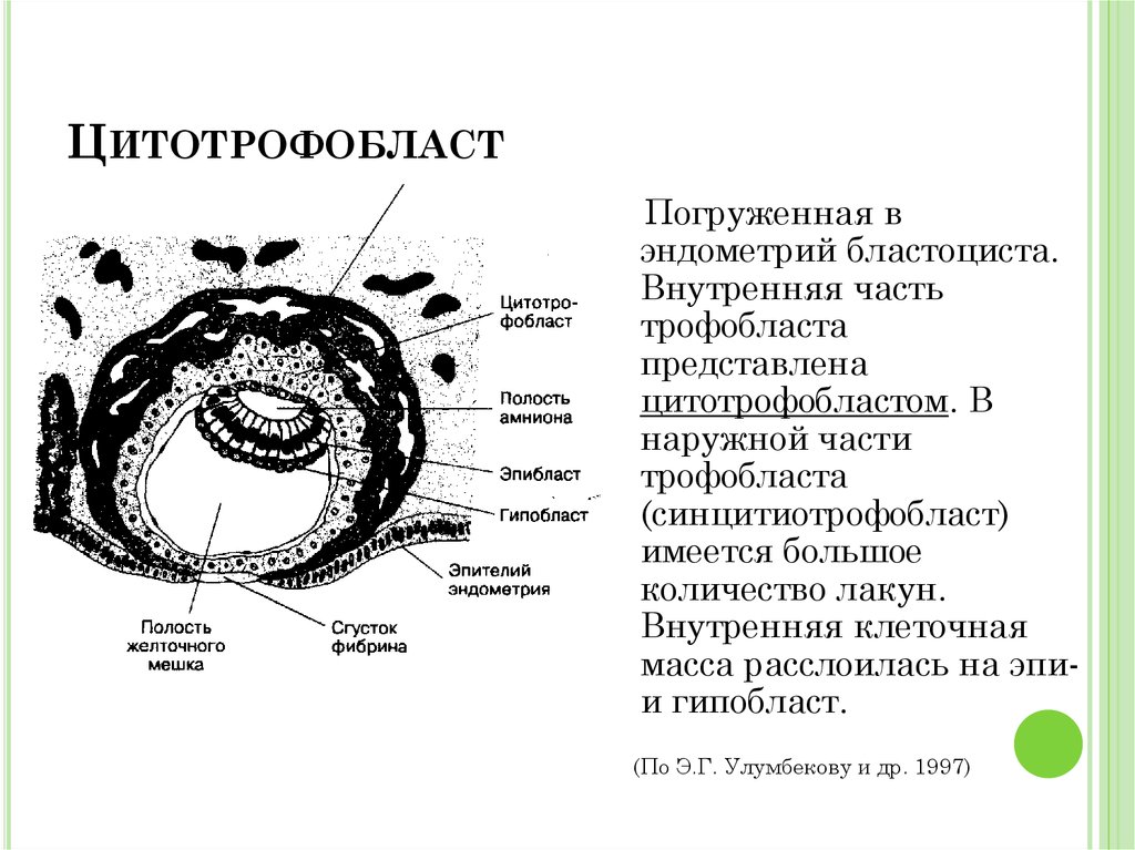 Каким номером на рисунке обозначена часть эмбриона млекопитающего через которую