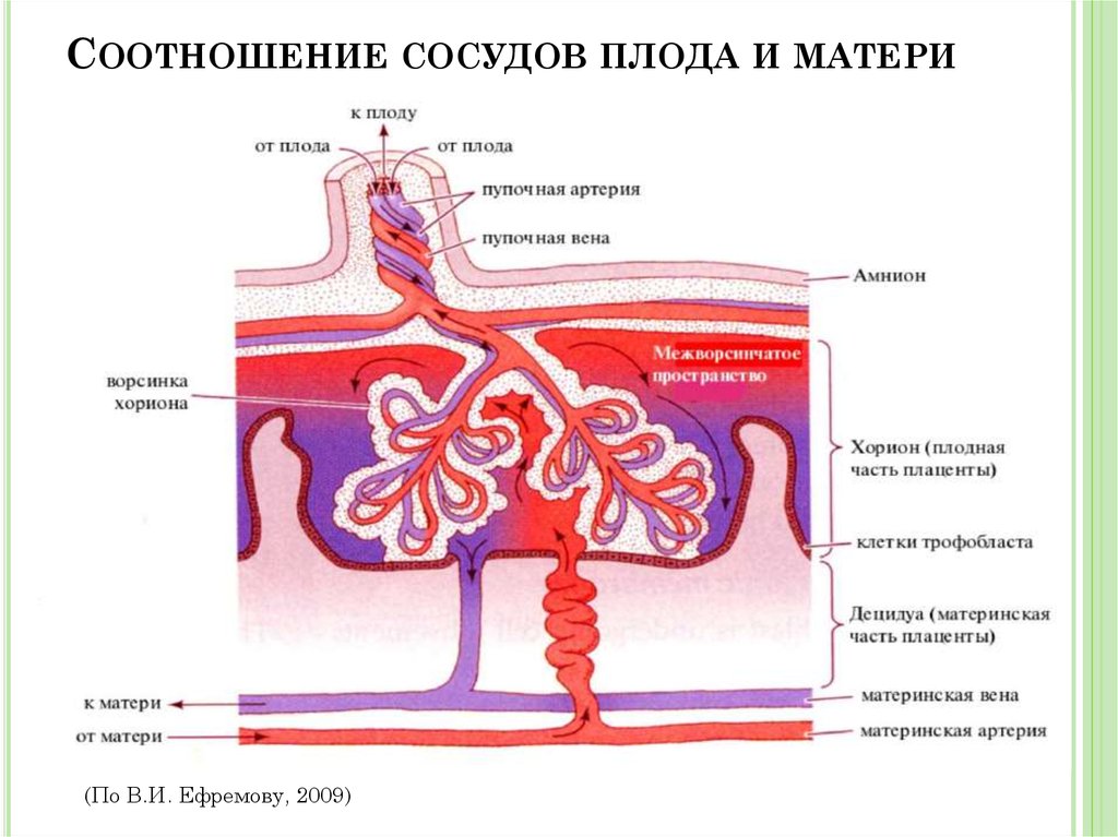 Рисунок матка сосуды плода плацента