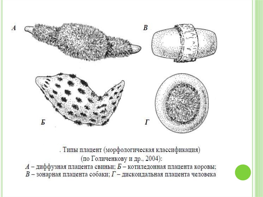 Типы плацент презентация