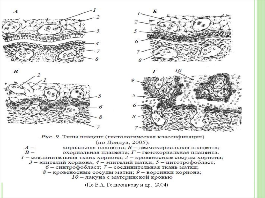 Рассмотрите рисунок 193 на с 240 укажите особенности развития зародыша млекопитающих