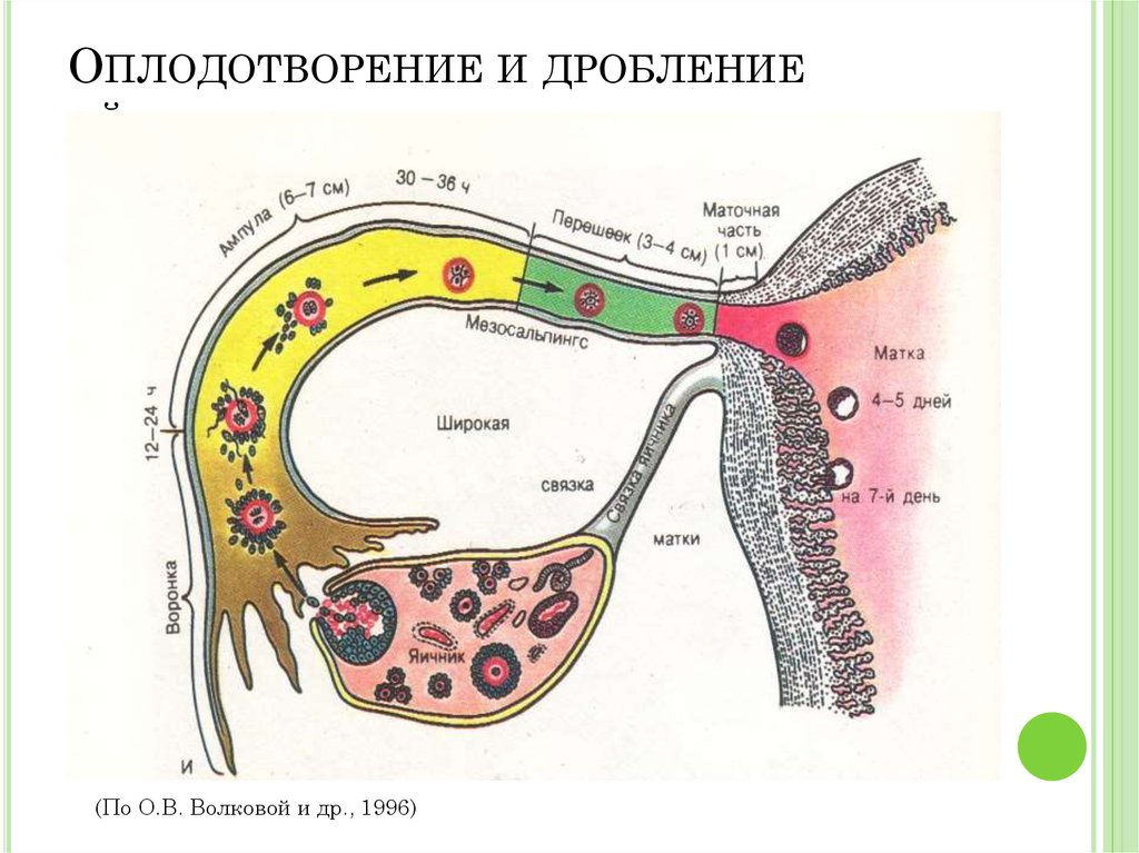 Схема движение яйцеклетки в матку