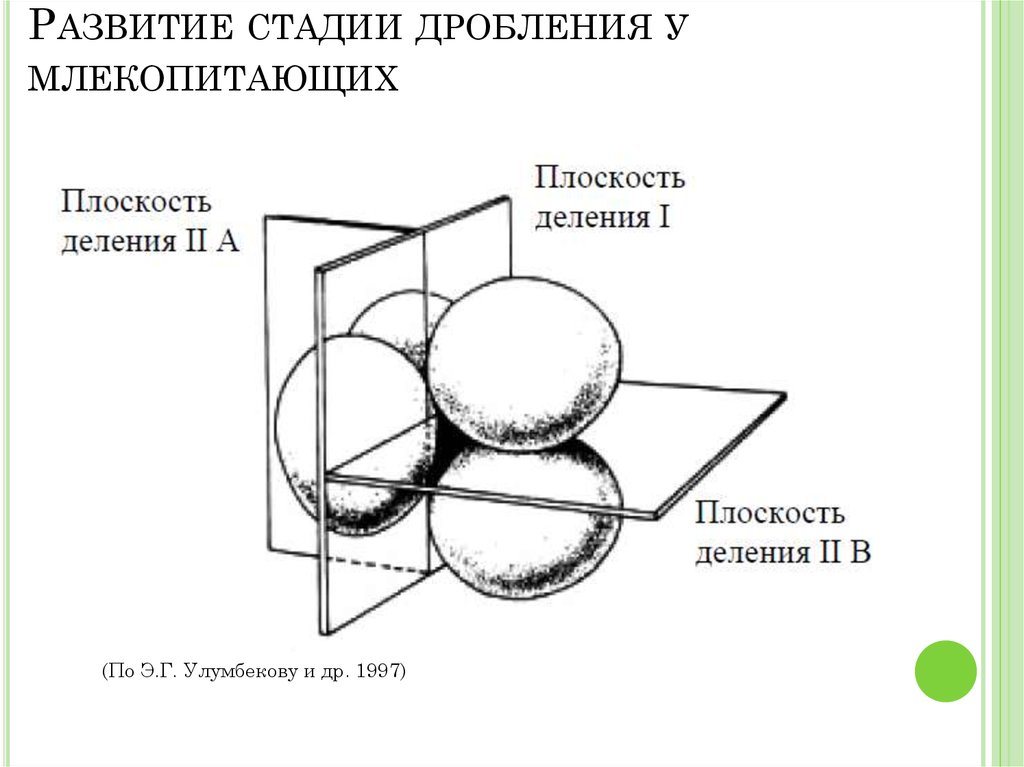 Дробление у млекопитающих