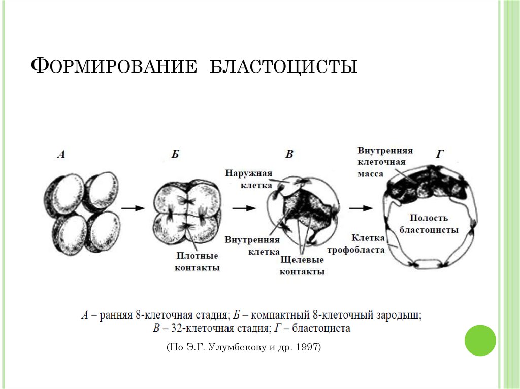 Рассмотрите рисунок укажите особенности развития зародыша млекопитающих