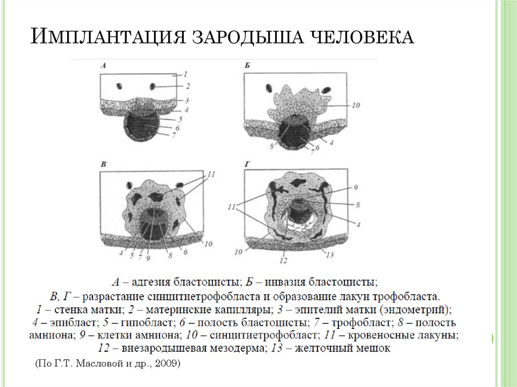 Рассмотрите рисунок 200 укажите особенности эмбрионального развития млекопитающих