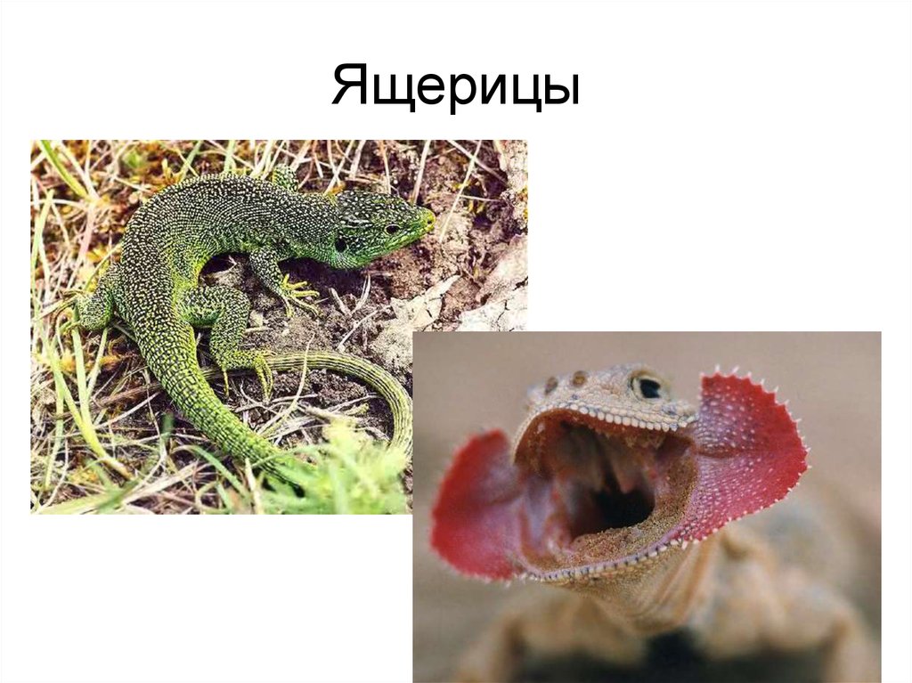 Ящерицы