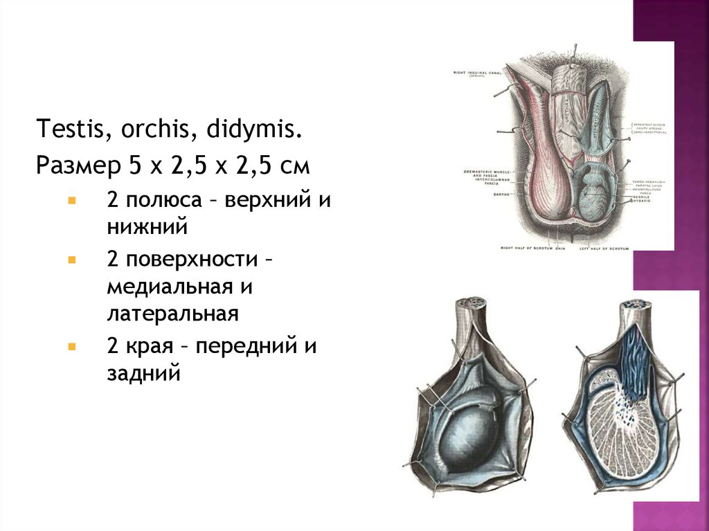 Презентация аномалии яичек