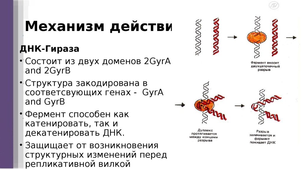Механизм действия: