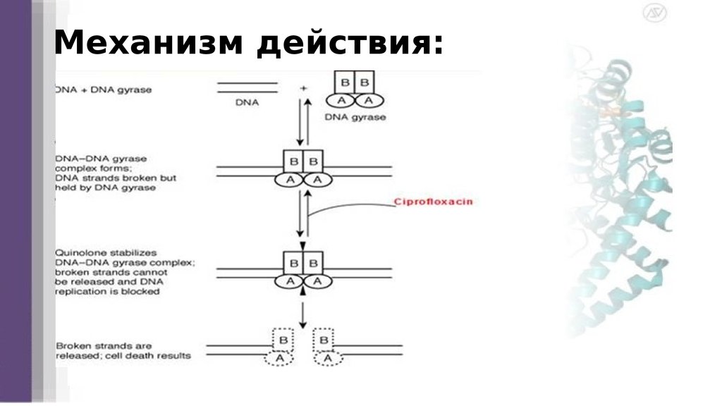 Механизм действия: