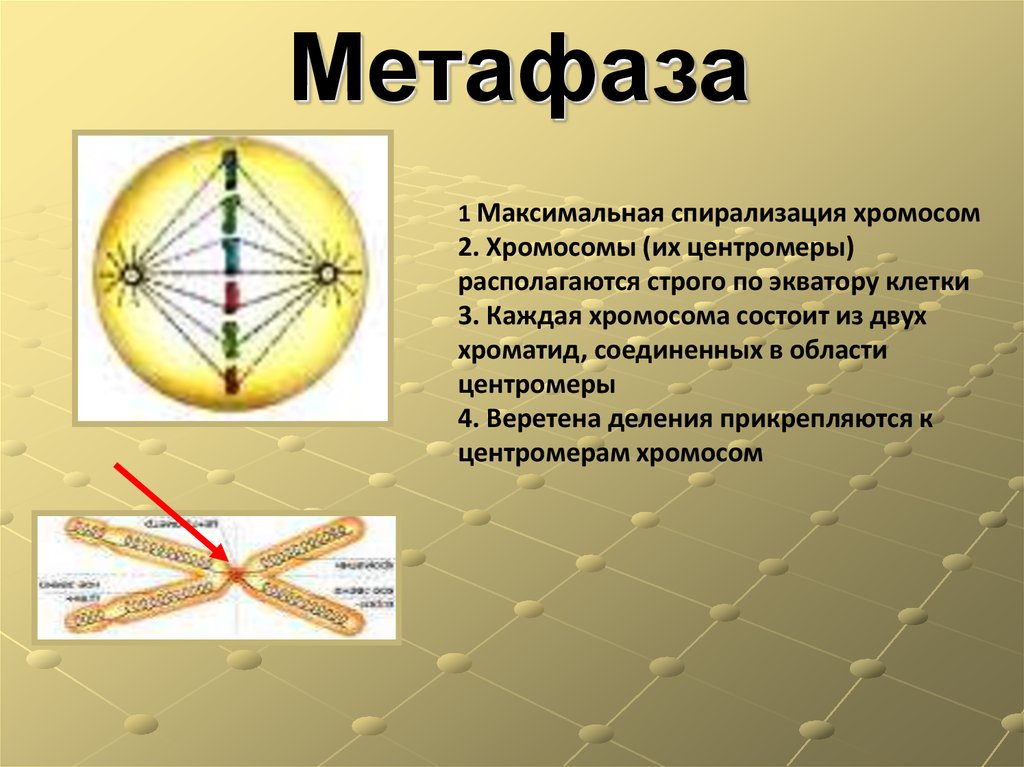 Веретено деления образуется из