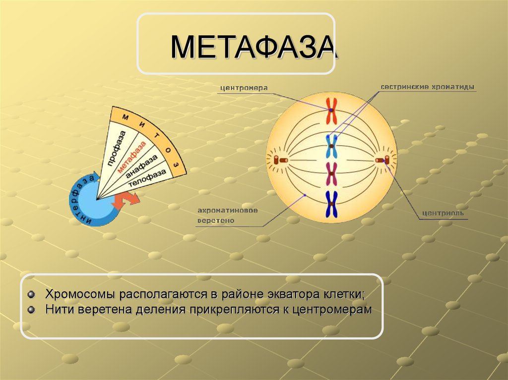 Расхождение центриолей к полюсам клетки фаза. Метафаза нити веретена деления. Хромосомы в метафазе. Прикрепление нитей веретена деления к центромерам. Нити веретена деления хромосомы.