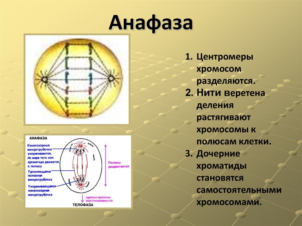 Хроматид к полюсам клетки