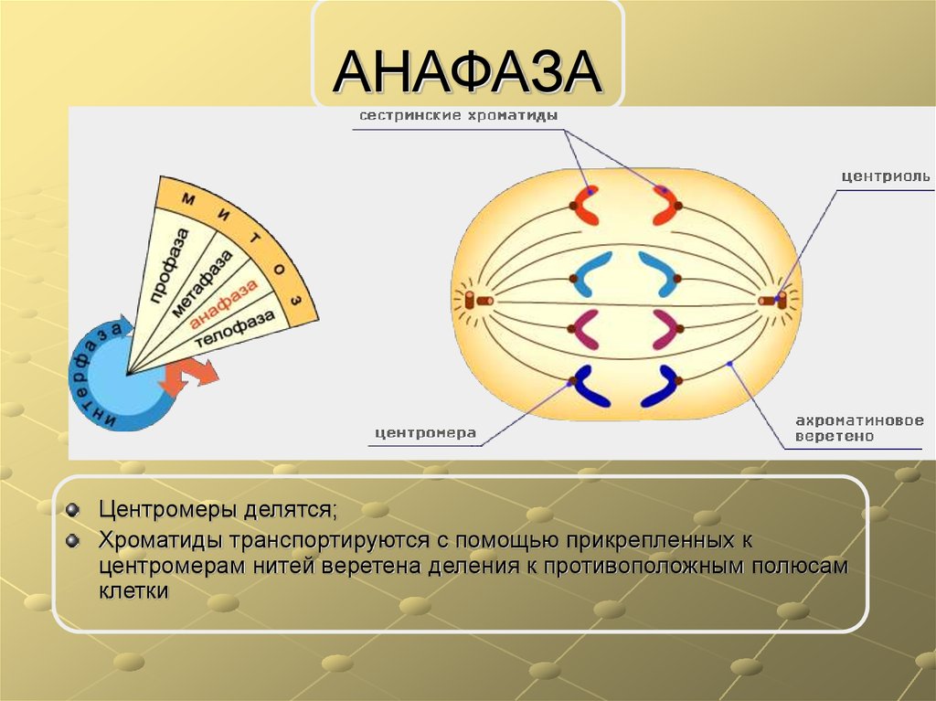 Определите анафазу. Анафаза. Веретено деления. Анафаза строение. Анафаза клетки.