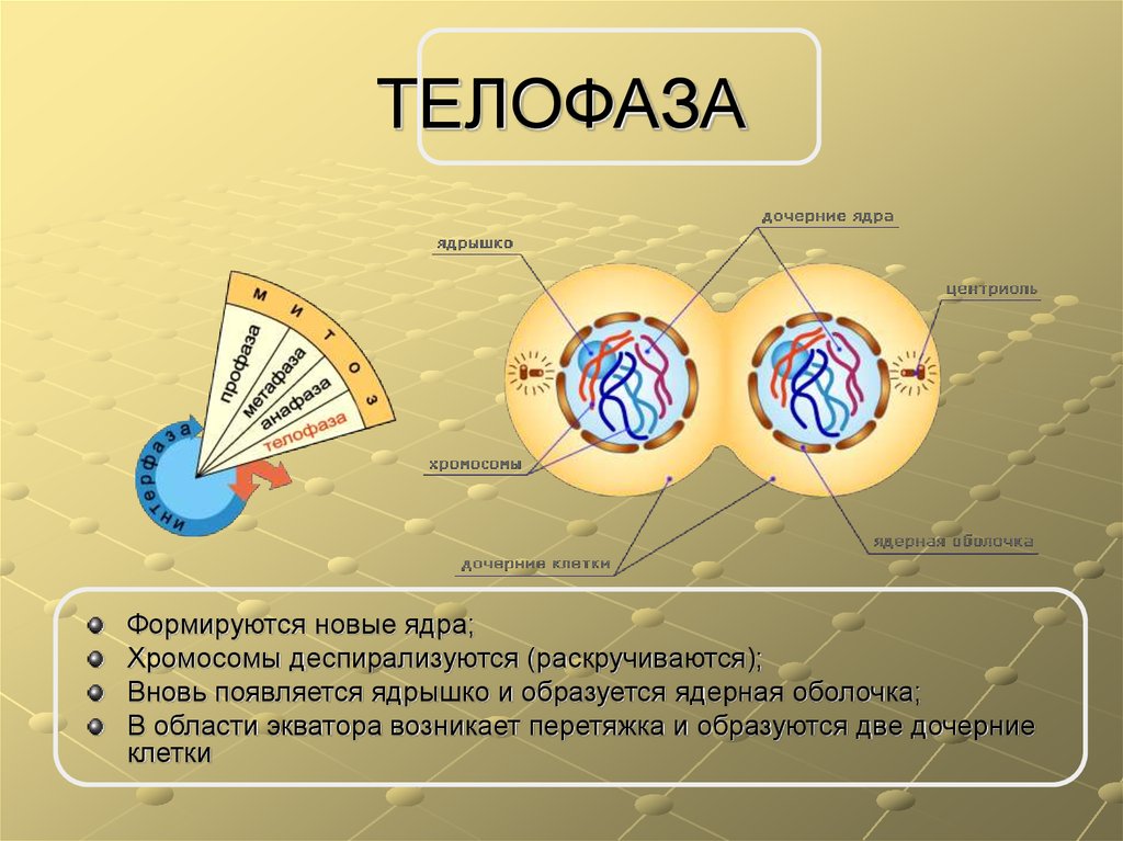 Дочерних клетках любого организма при митозе образуется. Телофаза 2. Телофаза 1 процессы. Ядра дочерних клеток в телофазе. Клеточный цикл телофаза.