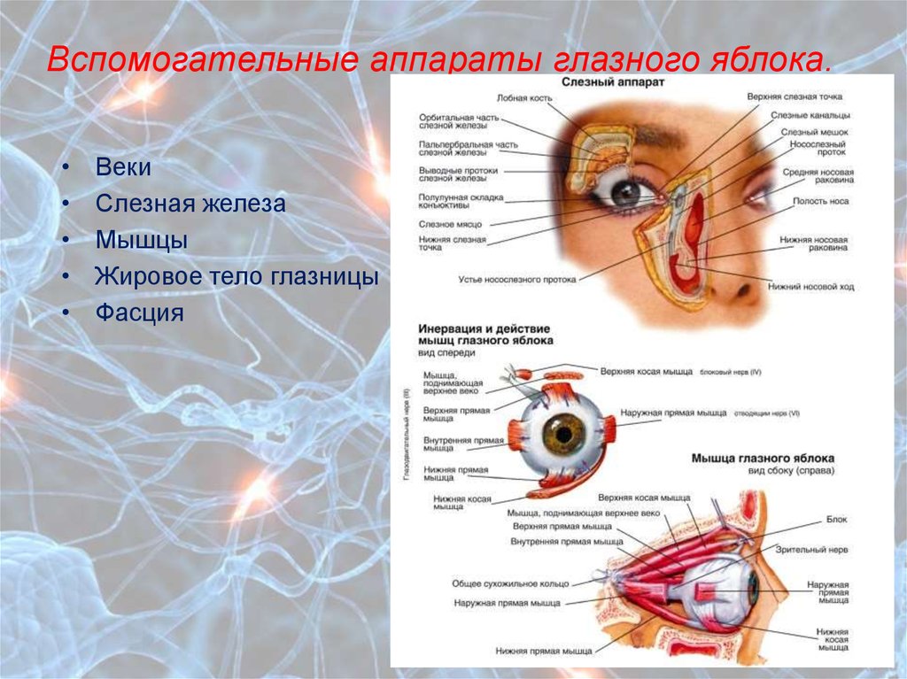 Вспомогательные строение глаза. Вспомогательные органы глаза мышцы глазного яблока. Вспомогательный аппарат глаза: веки, слезный аппарат, жировое тело.. Вспомогательный аппарат глазного яблока анатомия. Строение глаза и вспомогательного аппарата глаза.