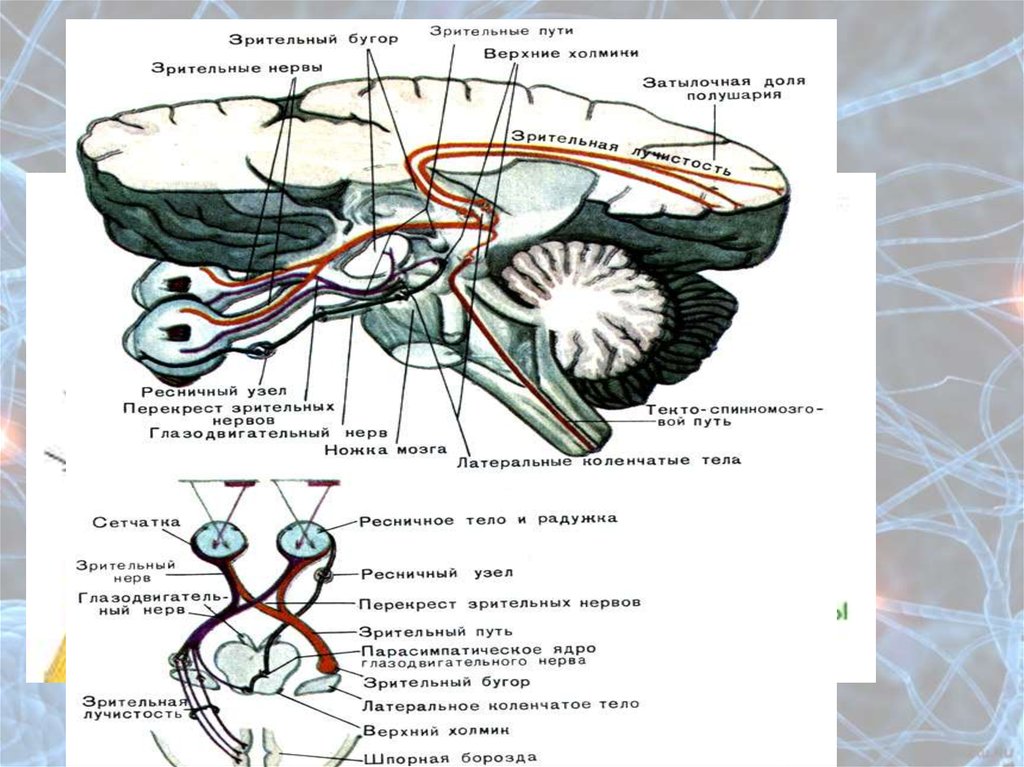 Нервы обонятельный зрительный. Топография зрительного нерва анатомия. Схему проводящих путей зрительной сенсорной системы. Путь зрительного анализатора анатомия. Проводящие пути зрительного анализатора.