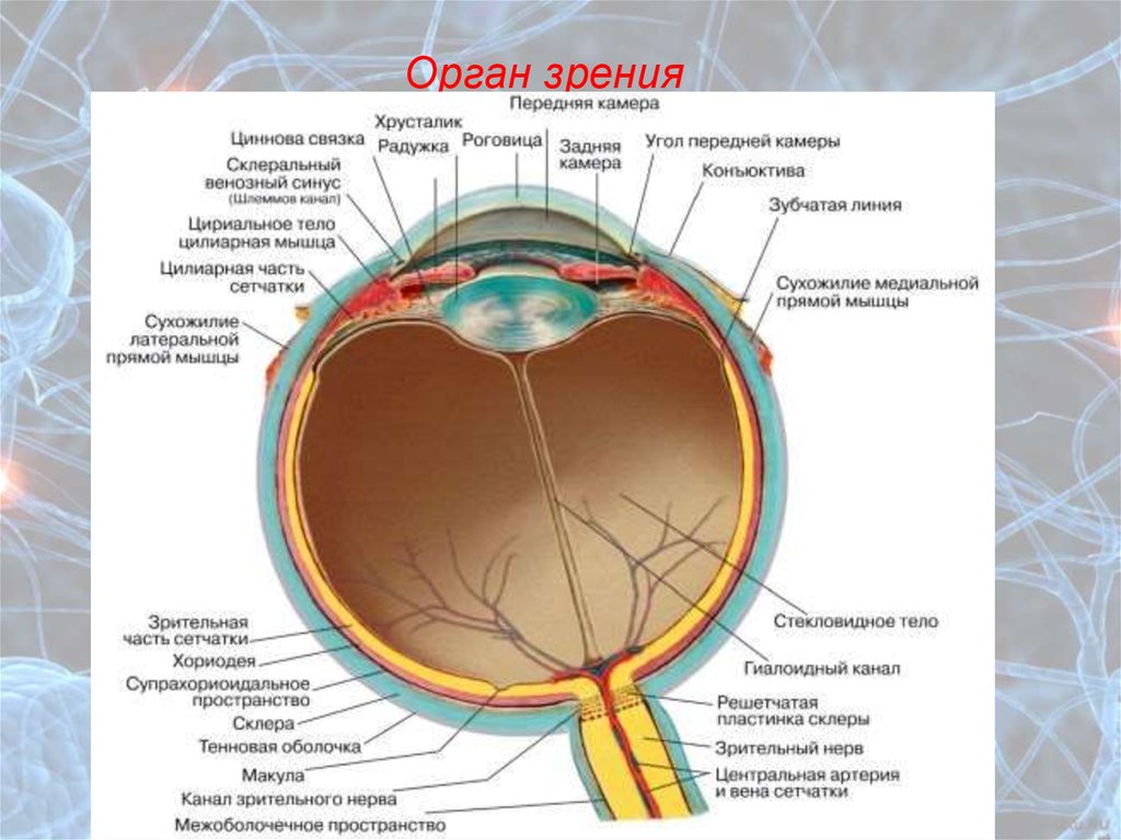 Зрительные нервы глазного яблока. Кровоснабжение глазного яблока анатомия. Орган зрения строение глазного яблока. Сосудистая оболочка глазного яблока. Строение органа зрения оболочки глаза.