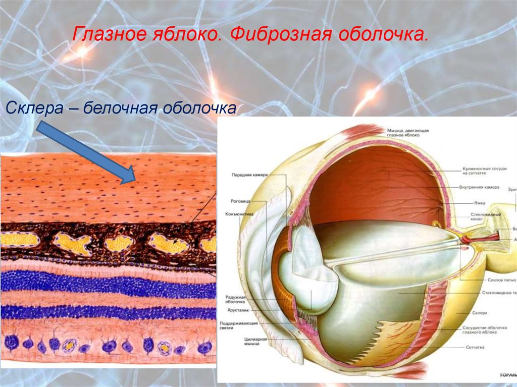 Часть сосудистой оболочки глазного яблока. Фиброзная оболочка глазного яблока. Глазное яблоко фибриознаяоболочка. Фиброзная оболочка склера. Фиброзная белочная склера оболочка строение.