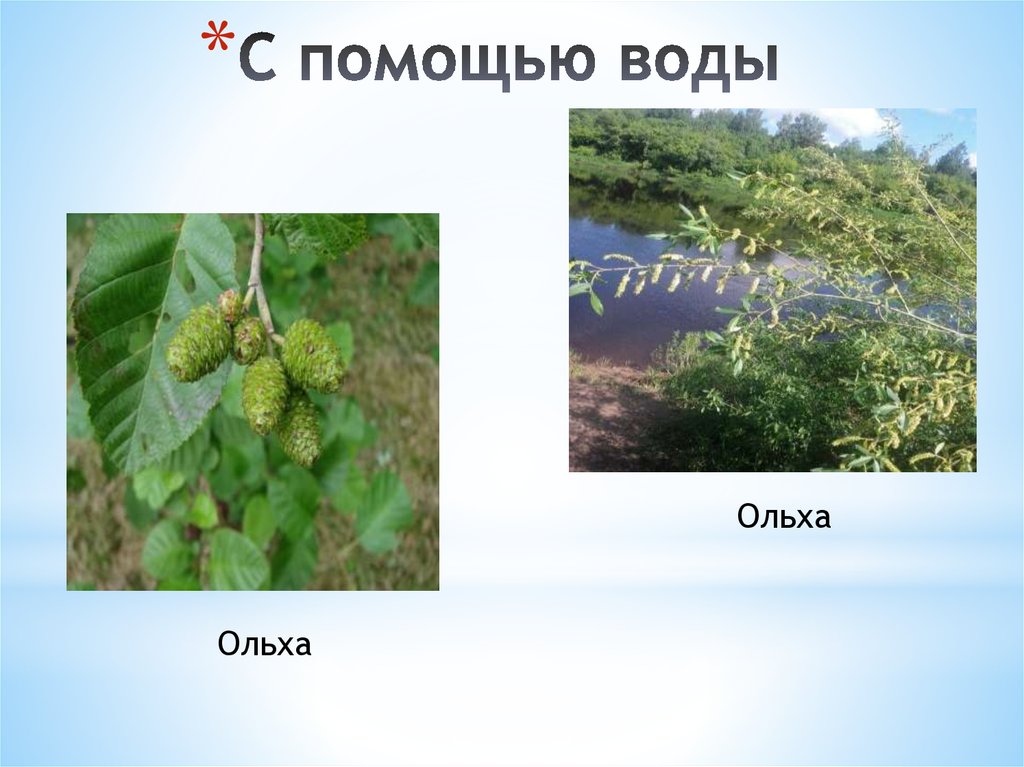 С помощью воды