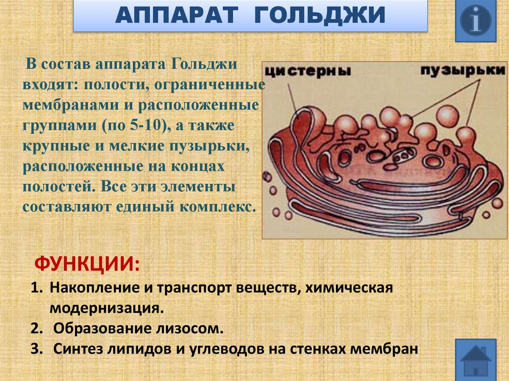 Изображенный на рисунке органоид образуется из мембран эпс мембраны этого органоида способны