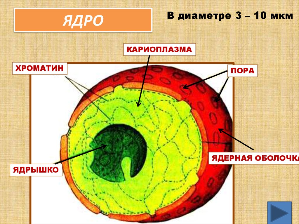 Презентация на тему ядро клетки