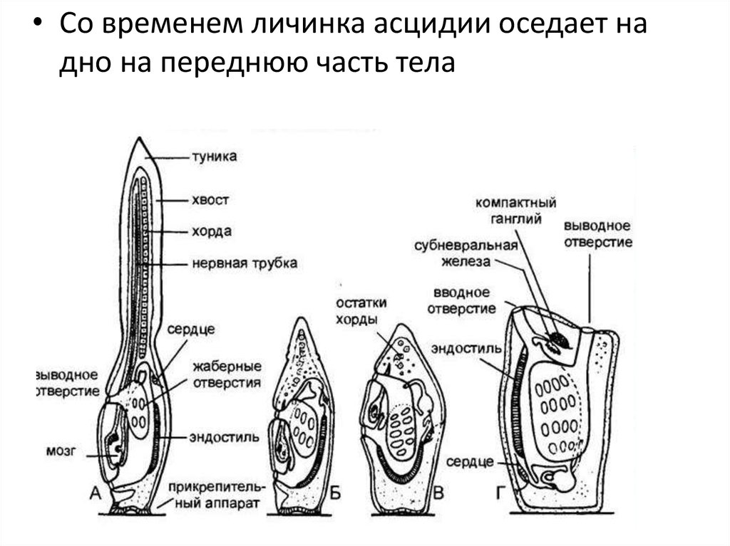 Строение асцидии схема