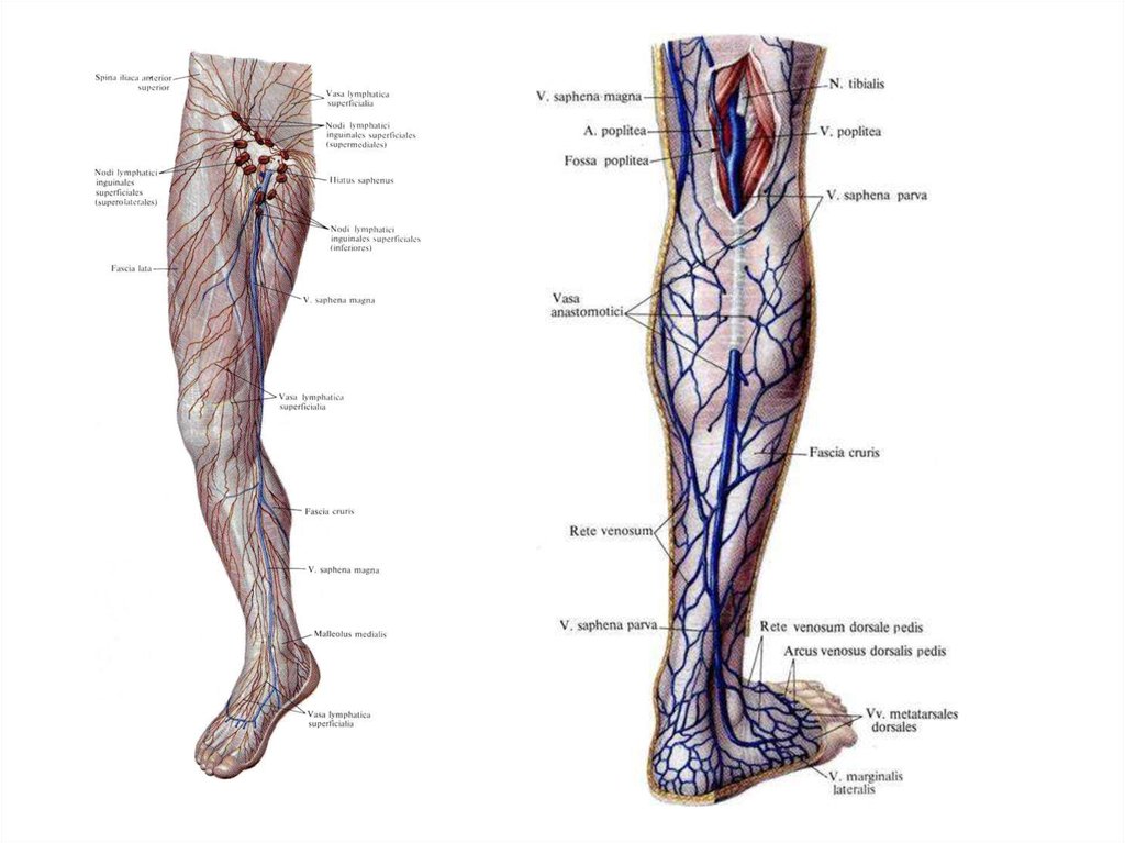 Анатомия вен ноги. Суральная Вена нижних конечностей анатомия. Большая подкожная Вена ноги (Vena saphena Magna). Большая подкожная Вена ноги топография. Вена сафена Магна анатомия.