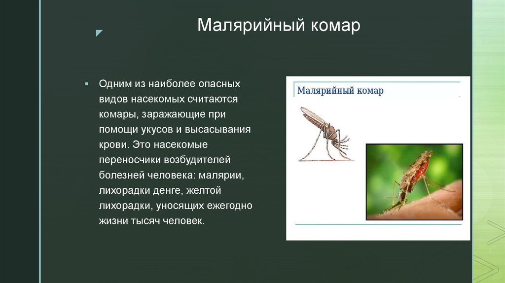Комар какая среда. Малярийный комар переносчик. Малярийный комар Тип развития. Малярийный комар опасен. Малярийная кома.