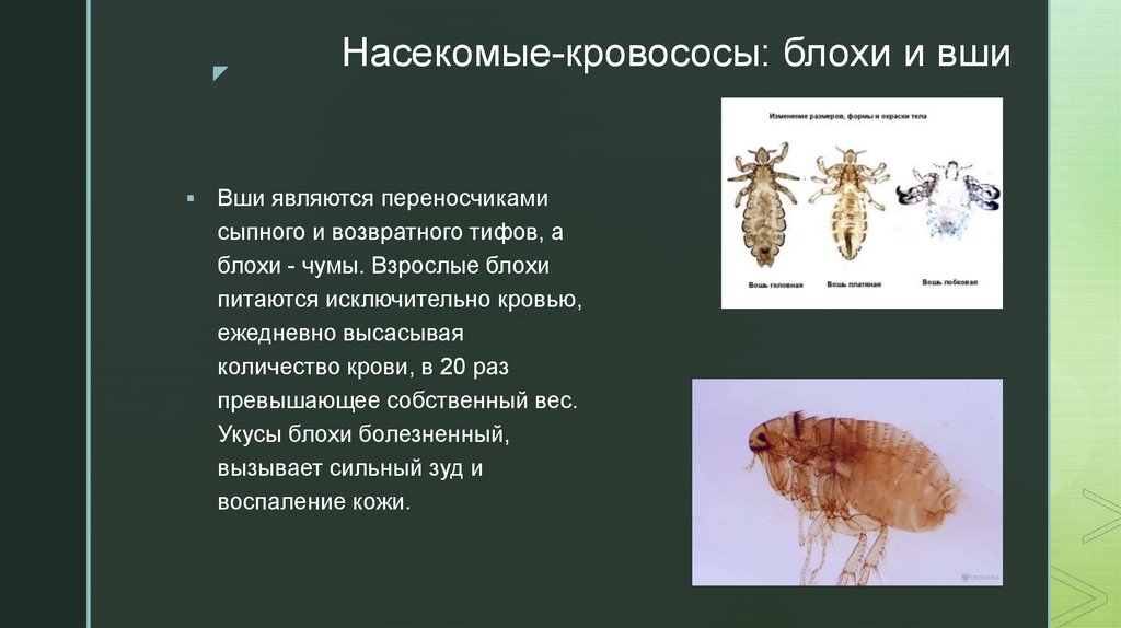 Млекопитающие переносчики возбудителей опасных заболеваний презентация