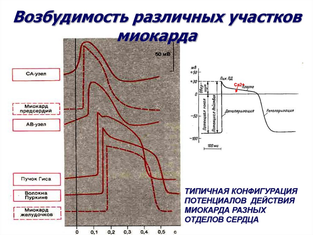 Нарушение возбудимости миокарда