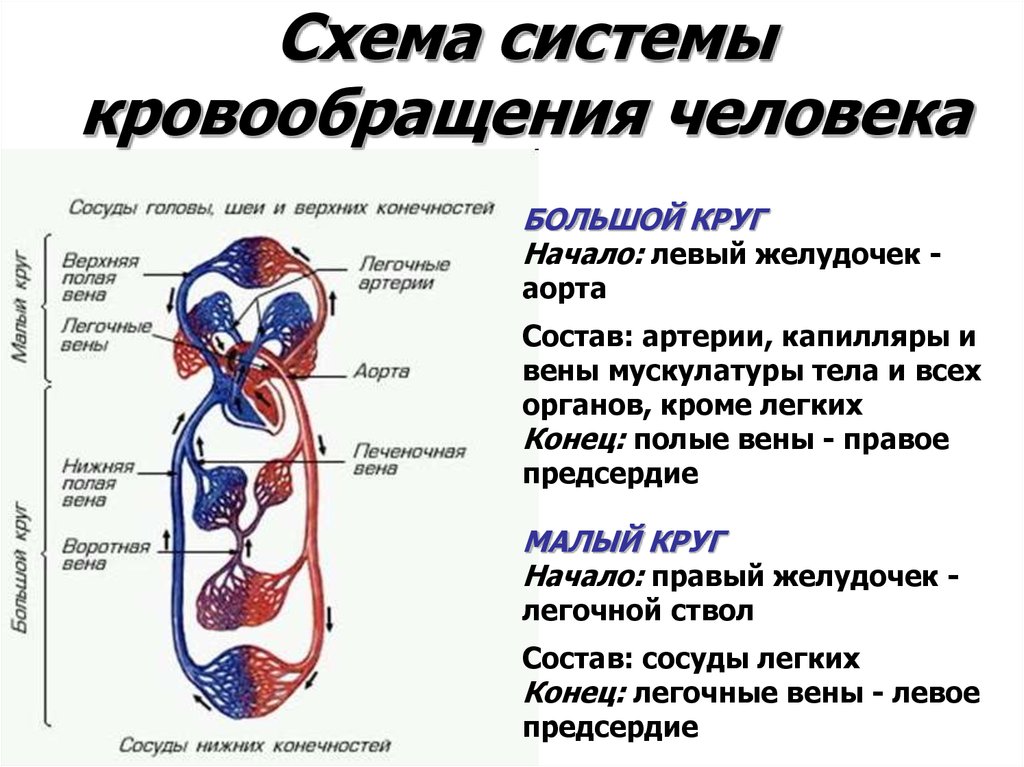 Сосуды несущие от сердца. Схема движения крови в организме по артериям. Общая схема строения системы кровообращения. Система кровообращения органов человека схема. Сердечно сосудистая система большой и малый круг кровообращения.