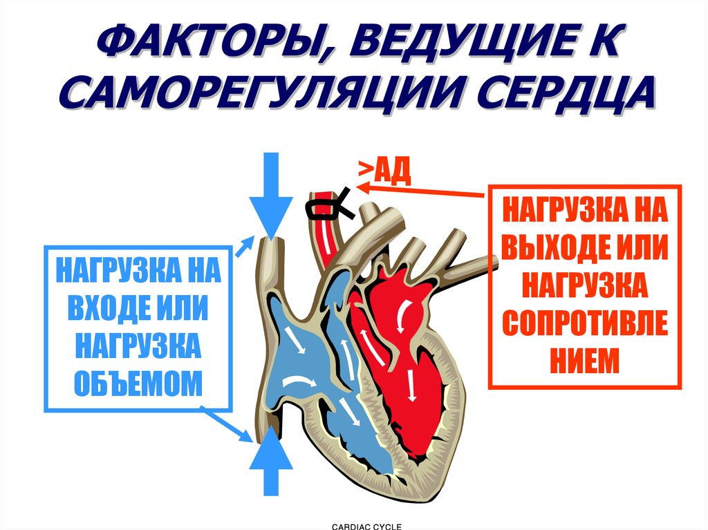 Законы сердца