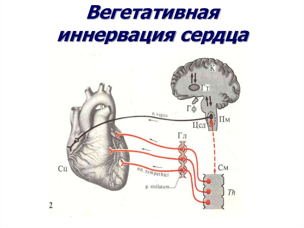 Парасимпатическая иннервация сердца. Схема симпатической иннервации сердца физиология. Симпатическая иннервация сердца схема. Схема иннервации сердца теплокровного. Адренергическая иннервация сердца.