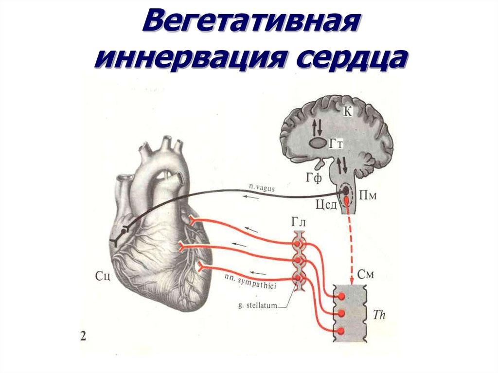 Парасимпатическая иннервация сердца