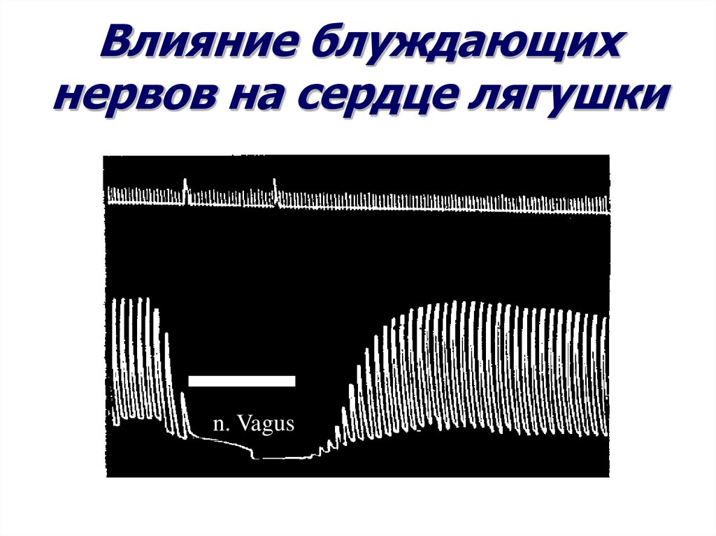 Блуждающий нерв эффекты. Влияние блуждающих нервов на сердце. Влияние блуждающего нерва. Эффекты блуждающего нерва. Влияние блуждающего нерва на сердце.