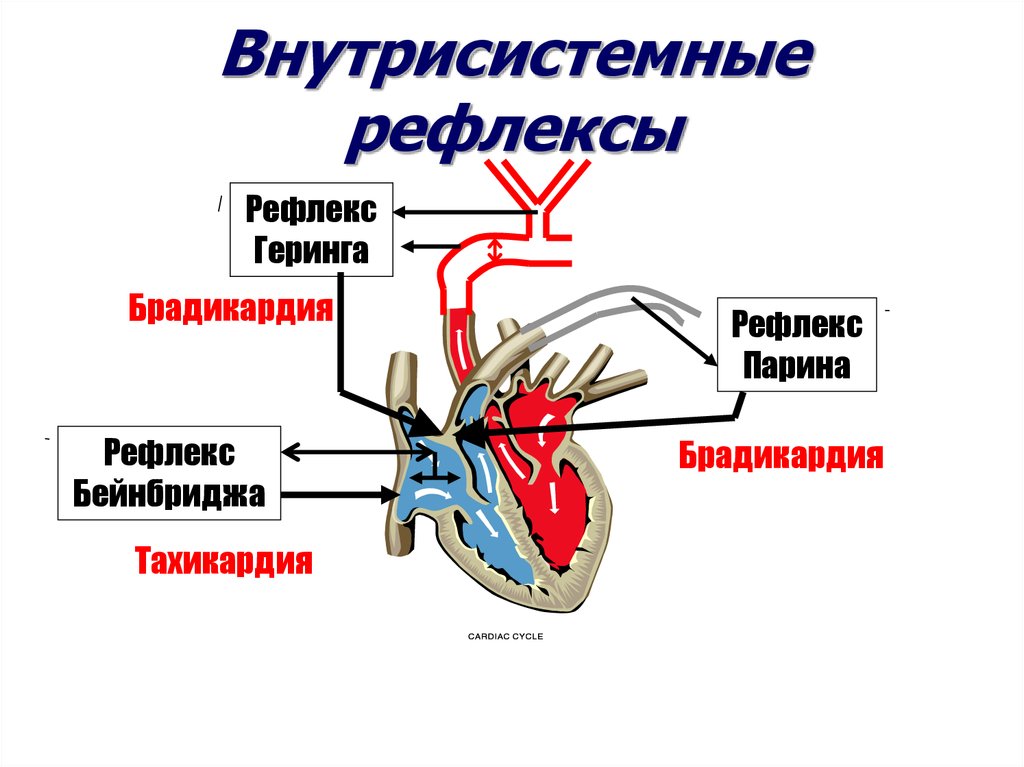 Рефлекс парина схема