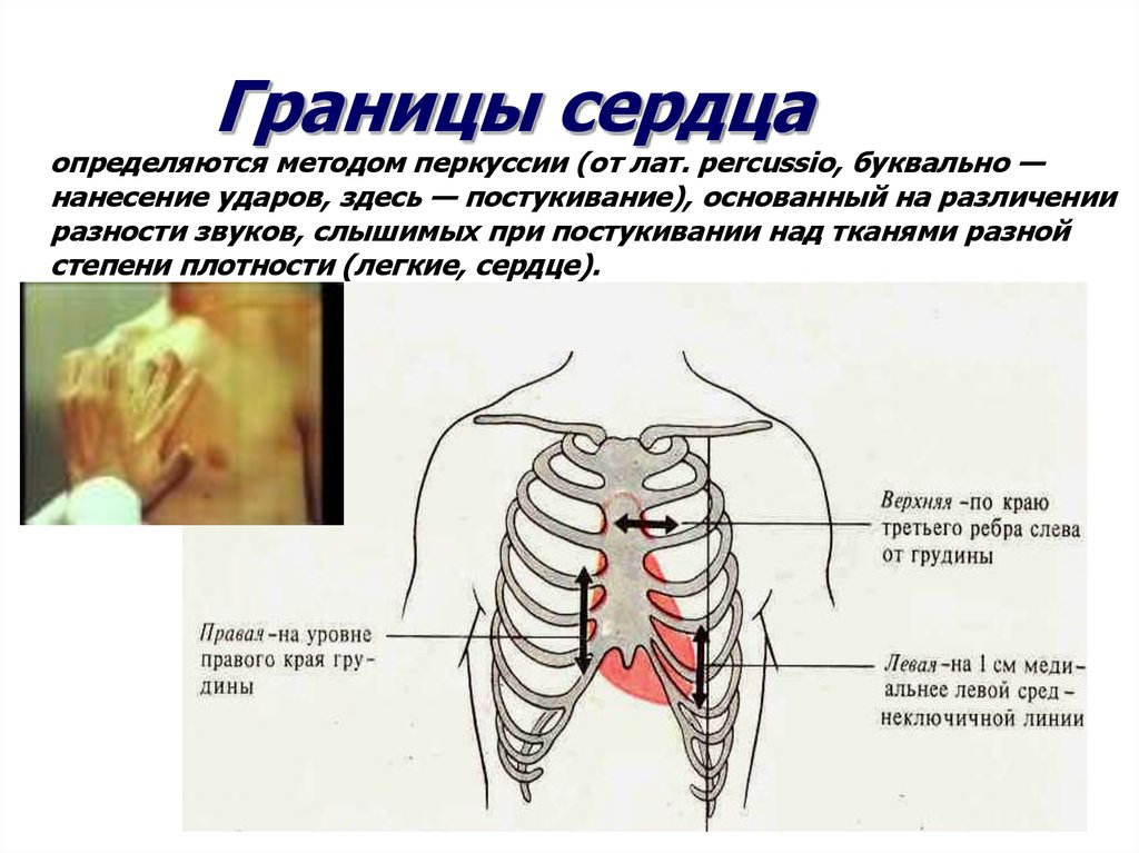 Границы сердца фото