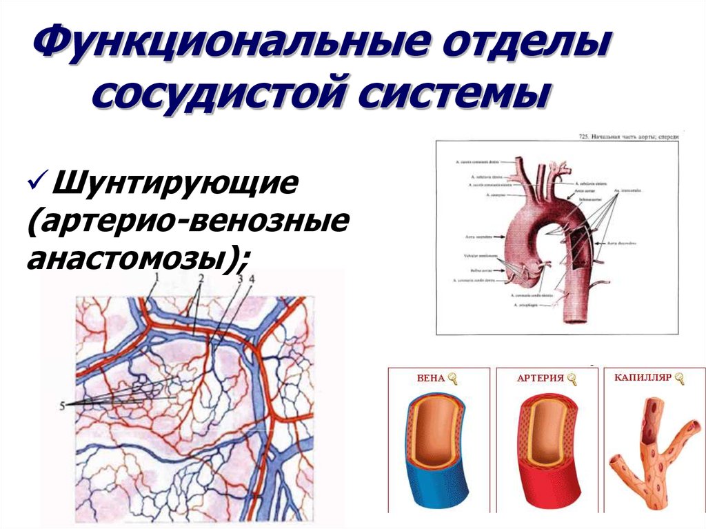 Отделы кровообращения