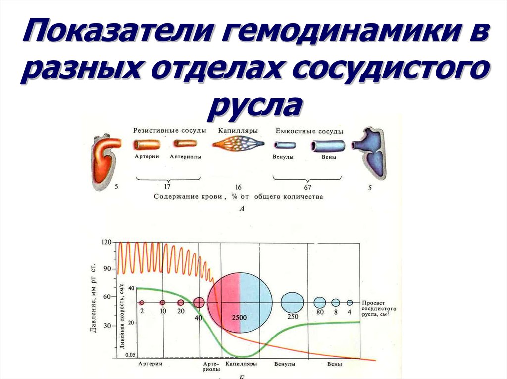 Патофизиология системы кровообращения презентация