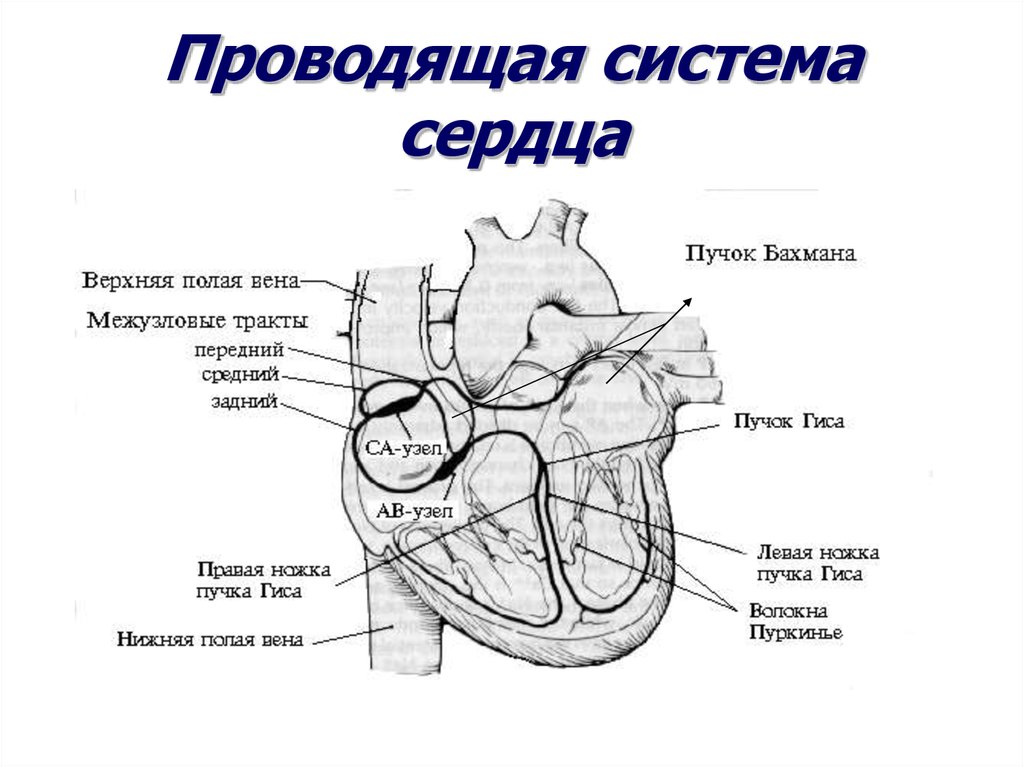 Проводящая система сердца анатомия рисунок