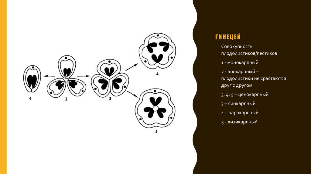 Апокарпный гинецей рисунок